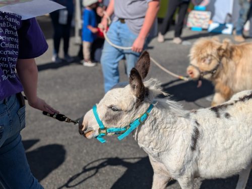 Agua Fria Festival 2025 Pics (100)