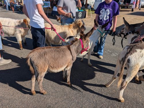 Agua Fria Festival 2025 Pics (25)